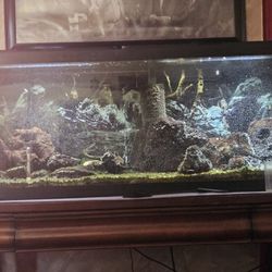 50 Gallon fish Tank