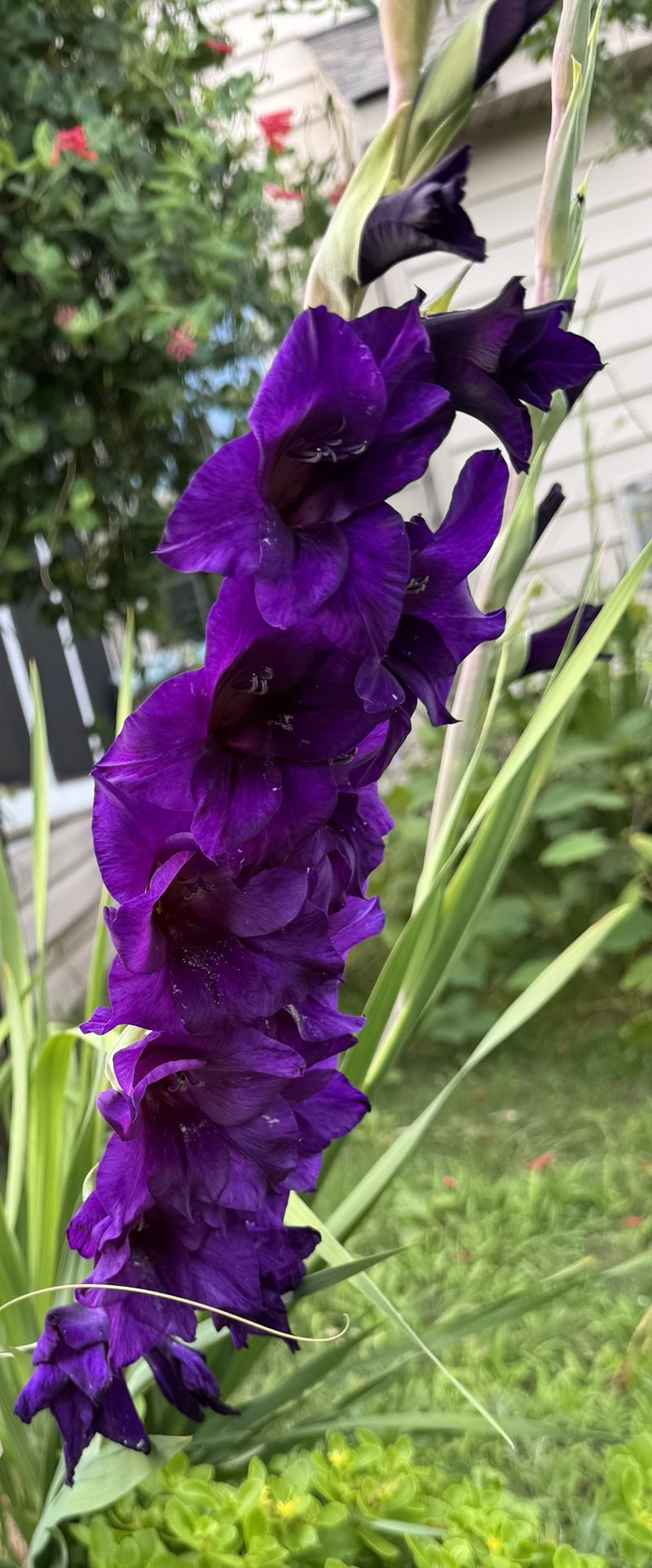Gladiolus Plants