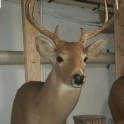 Deer Trophy Decoration