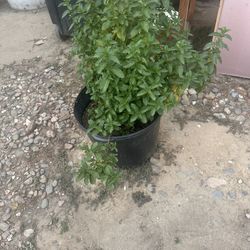 Menta