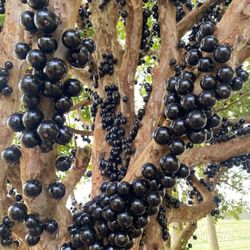Jaboticaba Fruit Tree