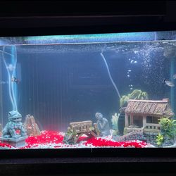  50 Gallon Tank with Filter System and Decor