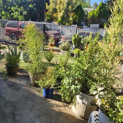 Plant Yard Sale Today Today Open Till 6pm 