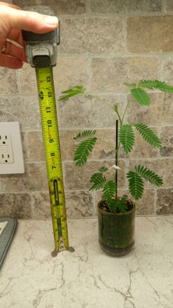 Touch Me Not (Memosa) Plant