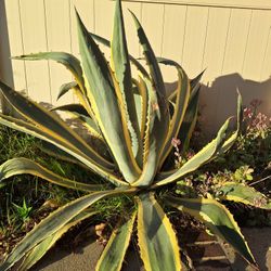 Large Agave Plants 
