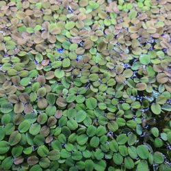 Salvinia Floating Aquarium Plant