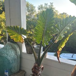 Elephant Ears Plant With Planter