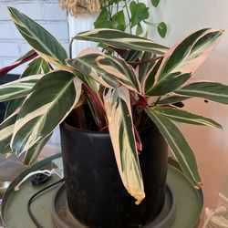 Variegated Tri Color Ginger Tropical Plant Red Green White Garden Houseplant Stromanthe 'Triostar'