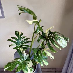 Highly Variegated Thai Constellation Monstera