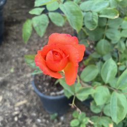 Rose For Sell