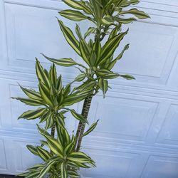 Dracaena Plant 🌱,4 Gallons,4Rooted , $80Each