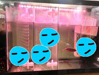 Aquarium
