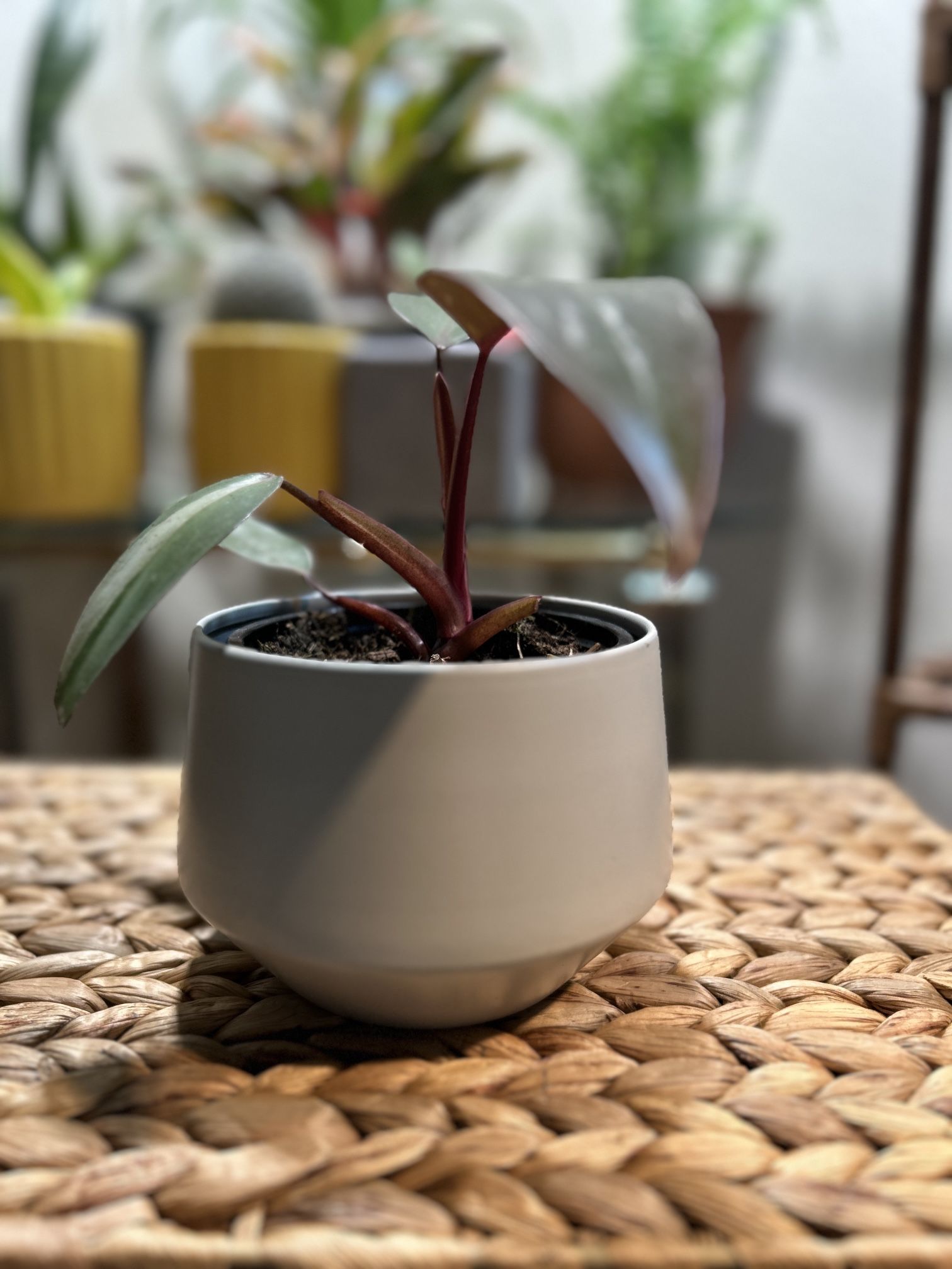 Stunning and low-maintenance Philodendron erubescens