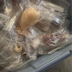 Sea Shells