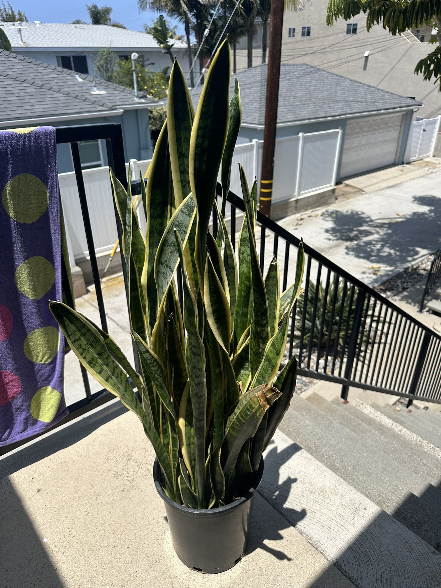 House Plant