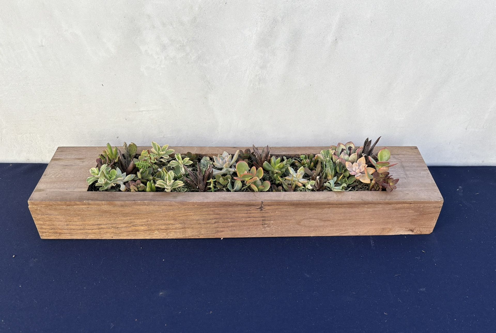 Wall-Mountable Succulent Garden in Wood Planter