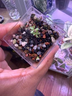 pings for sale