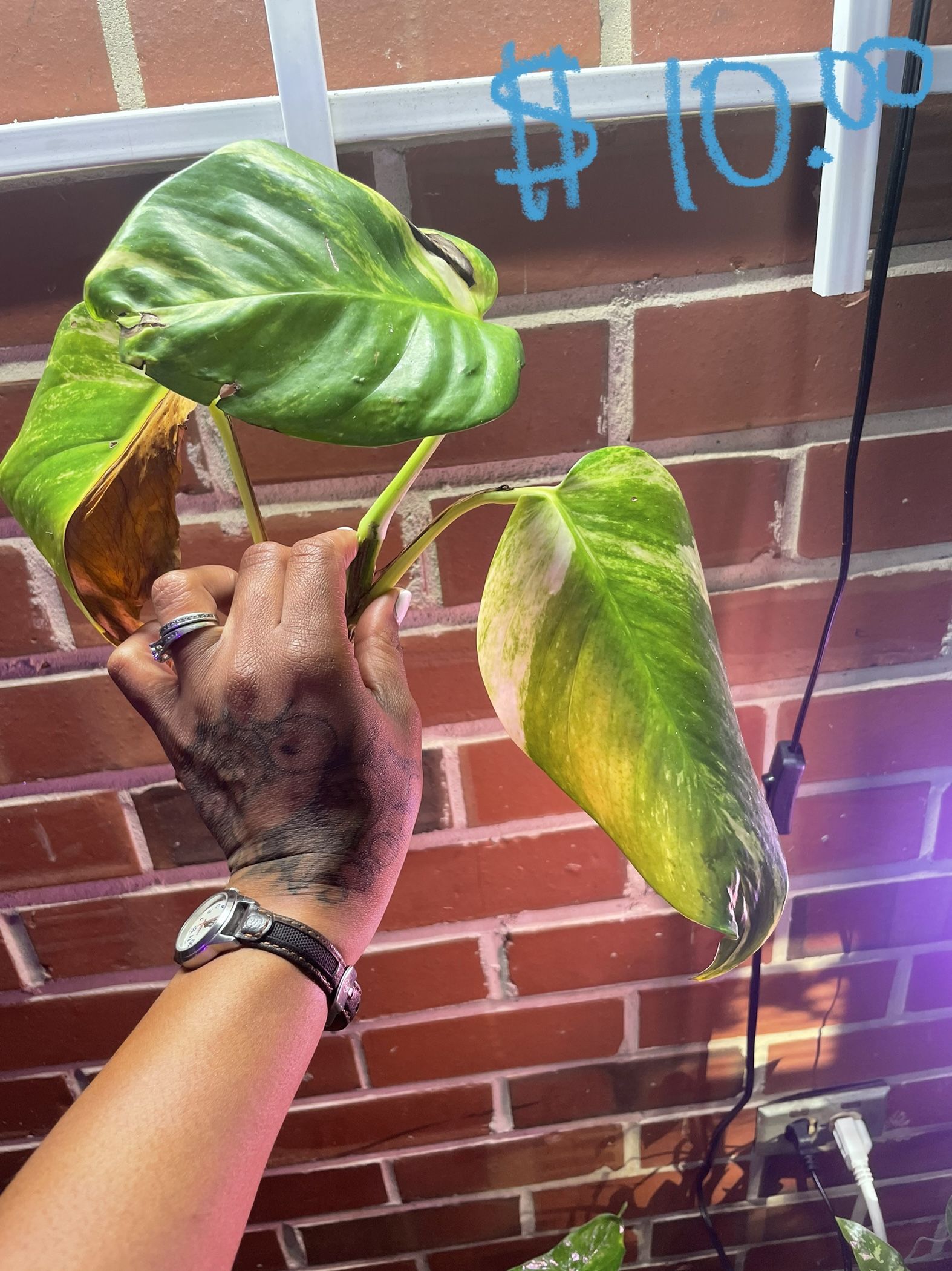 Giant Golden Pothos, Rooted Cutting