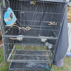 Bird Cage