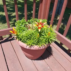 Flower Pot With Flowers 