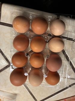 Fresh chicken eggs