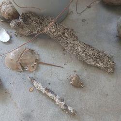 Aquarium Natural Driftwood