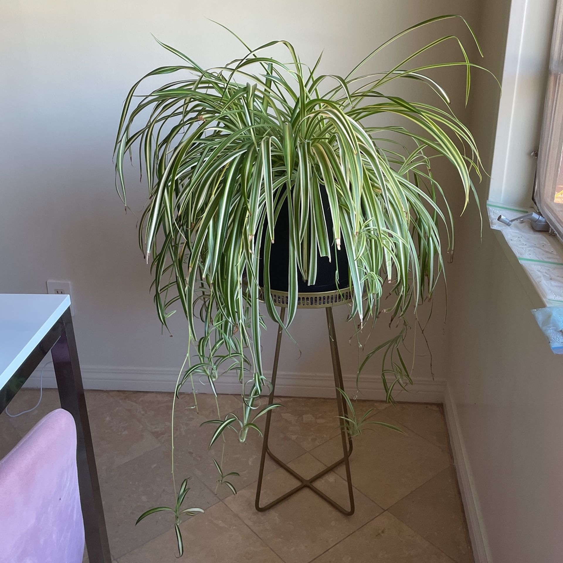 Big Healthy Spider Plant
