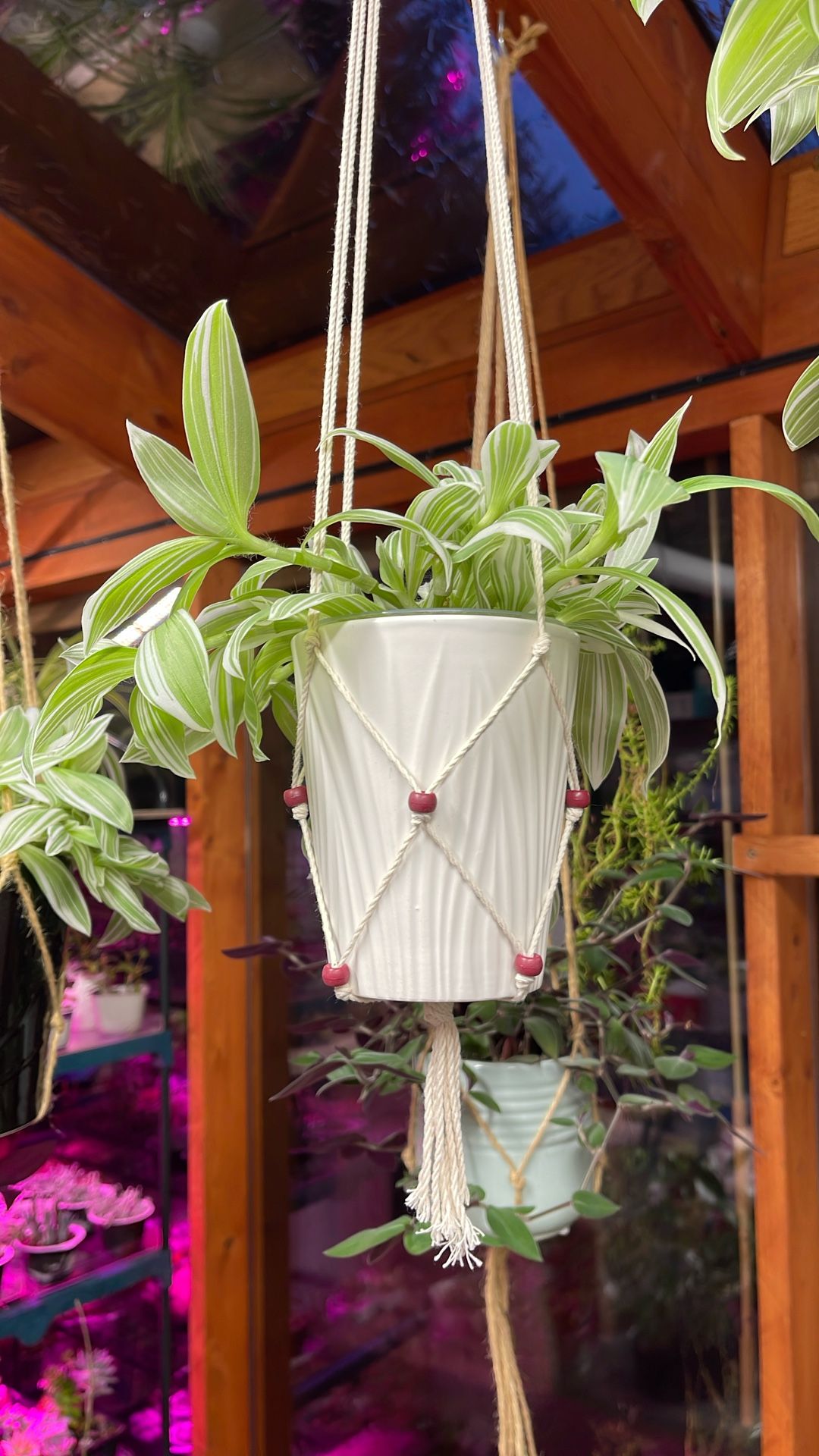 Tradescantia Albiflora Variegated Easy To Care House Plant In Beautiful Textured Pot 5”H.