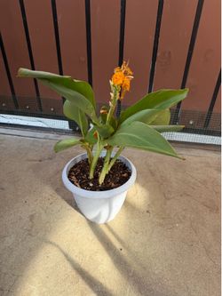 Plant