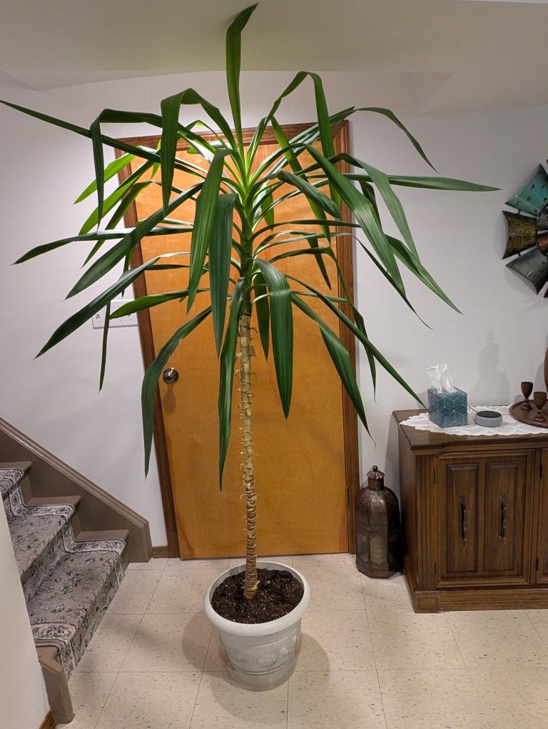 6 Foot Tall Houseplant (Pot Not Included)