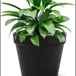 Brandnew Plant Flower Pot, 6 inch Plastic Planter, for Tabletop Plant & Hanging Planter - Pack of 6