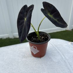 Tea Cup Elephant Ear
