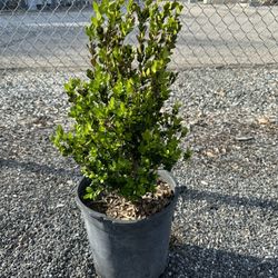 Boxwood