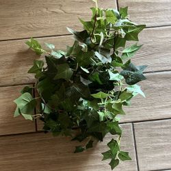 Fake Ivy