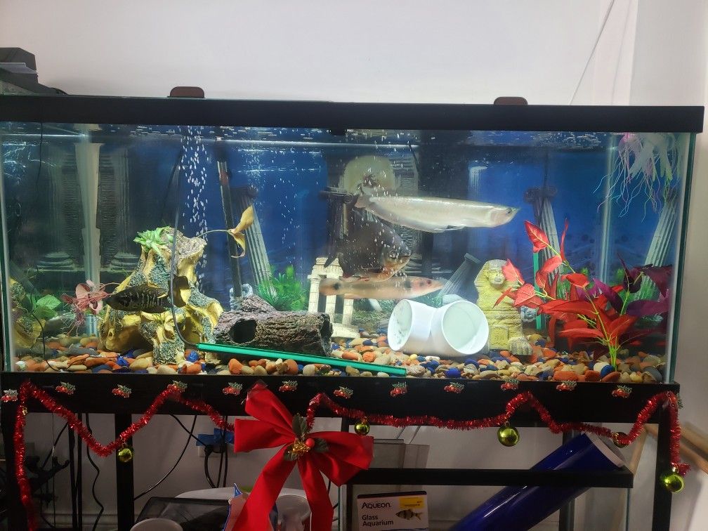75 GALLON AQUARIUM WITH METAL STAND FISH IS NOT FOR SELL