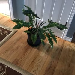 Plant