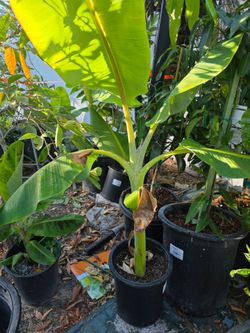 Ice cream Banana Plant
