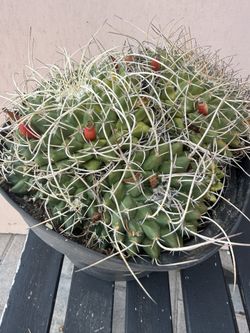 Mammillaria compressa In Plastic Pot
