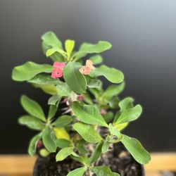 HERMOSAS PLANTAS NATURALES “CORONA DE CRISTO PLANT 