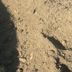 Free Garden Soil Dirt 