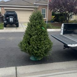 Douglas fur Christmas tree 7 foot