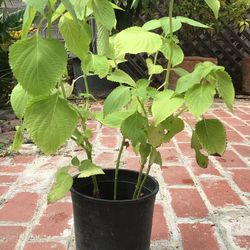 perilla sesame leaves plants