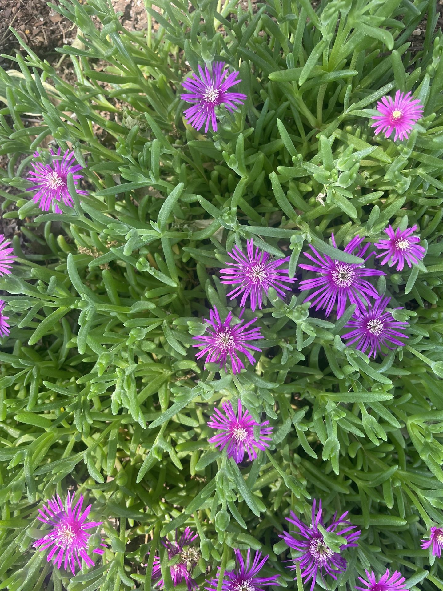 Hardy Pink Ice Plants Homegrown 