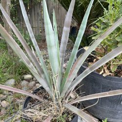 Agave Plants 