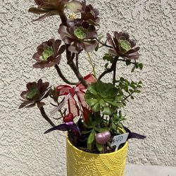 Large Succulent Beauty 