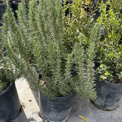Rosemary Plant 5gal 
