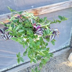 Wandering Jew Combination Plant 6" Pot