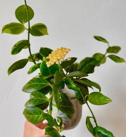 Hoya Obscura Albo
