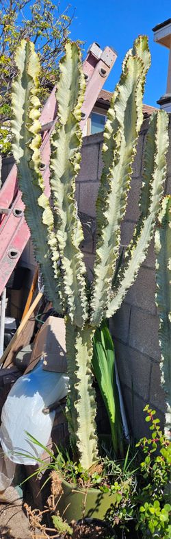 Big Ammak Variegated Cactus