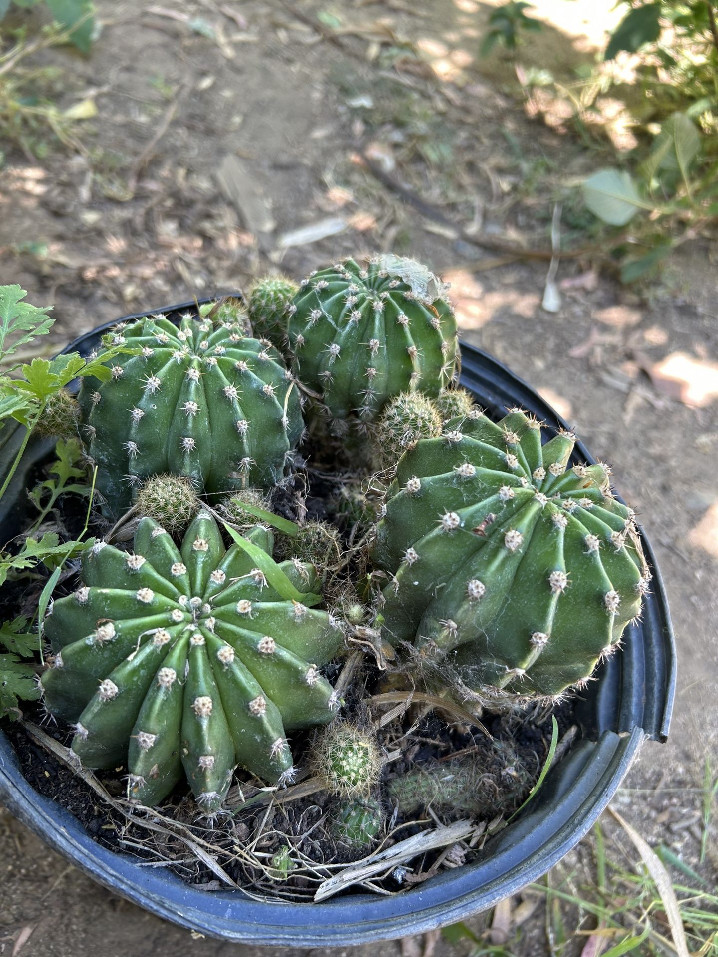 Cactus, Succulents